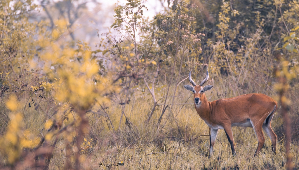 Forever frozen images of stunning wildlife at Shai Hills Resort