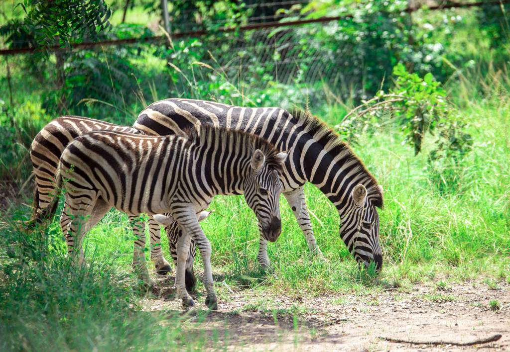 Forever frozen images of stunning wildlife at Shai Hills Resort