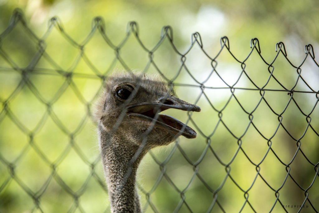 Forever frozen images of stunning wildlife at Shai Hills Resort