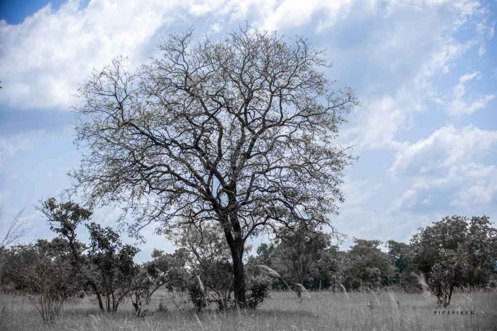 Forever frozen images of stunning wildlife at Shai Hills Resort