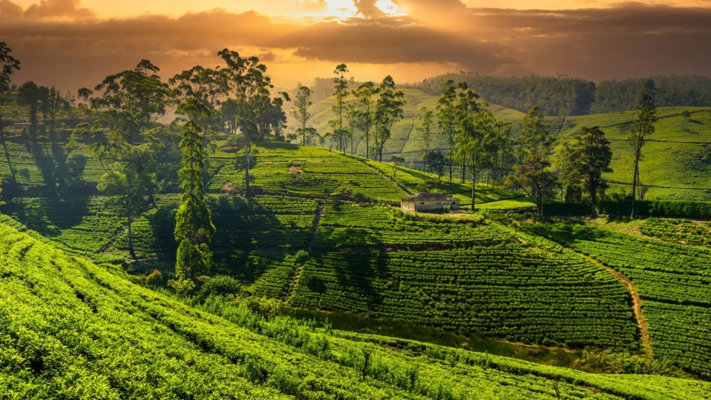 Sri Lanka's most beautiful train journey