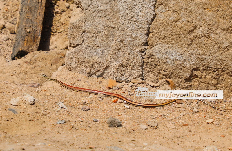 Beautiful snake causes ugly scare in Ngleshie Amanfro