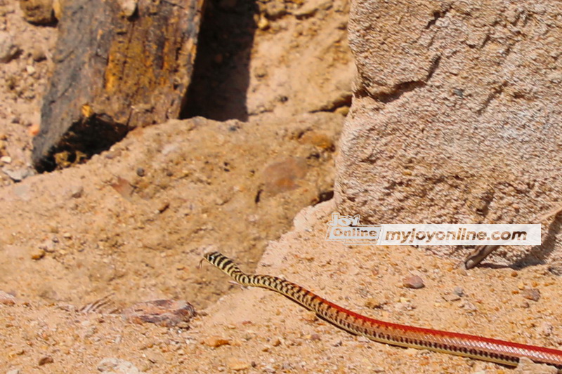 Beautiful snake causes ugly scare in Ngleshie Amanfro