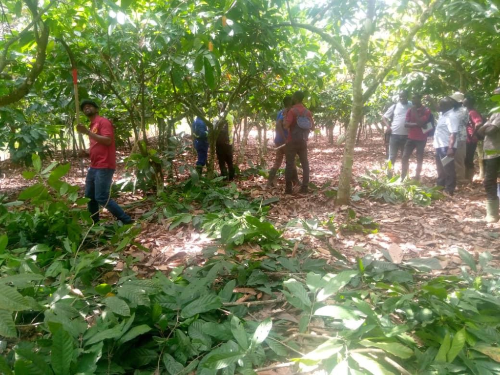 Cocoa farmers urged to embrace cocoa pruning exercise