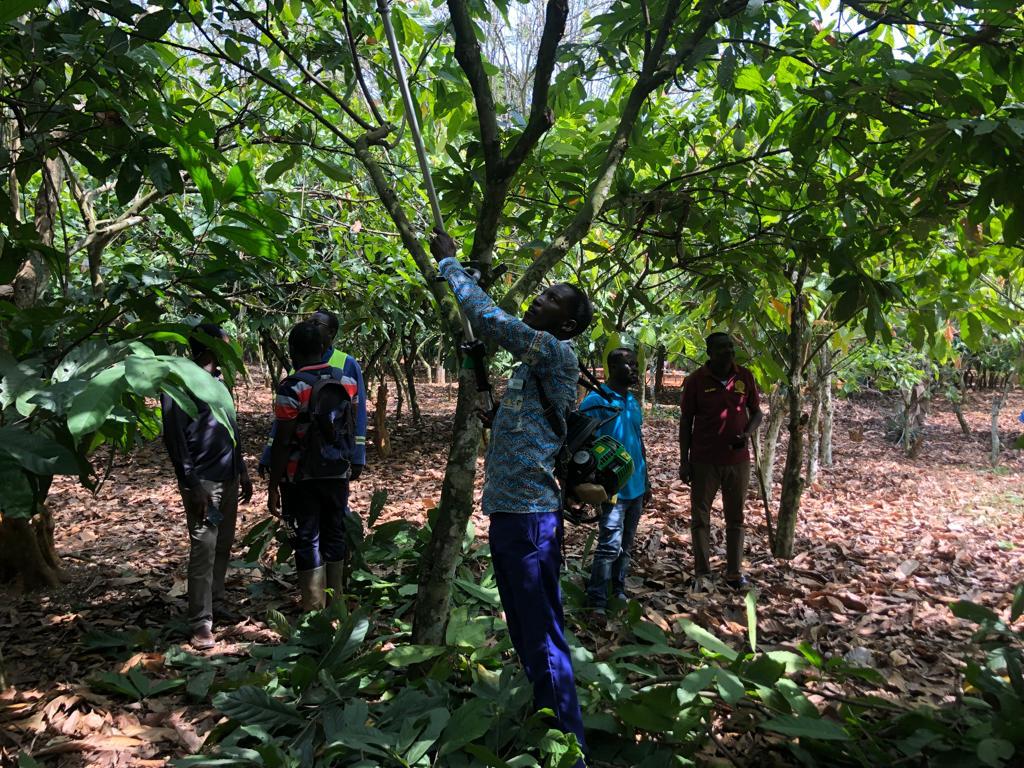 Cocoa farmers urged to embrace cocoa pruning exercise