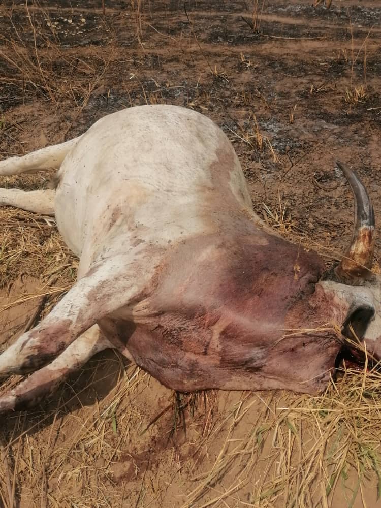 Drobonsohene accuses Agogo Police of unlawfully killing cattle, DCE reacts