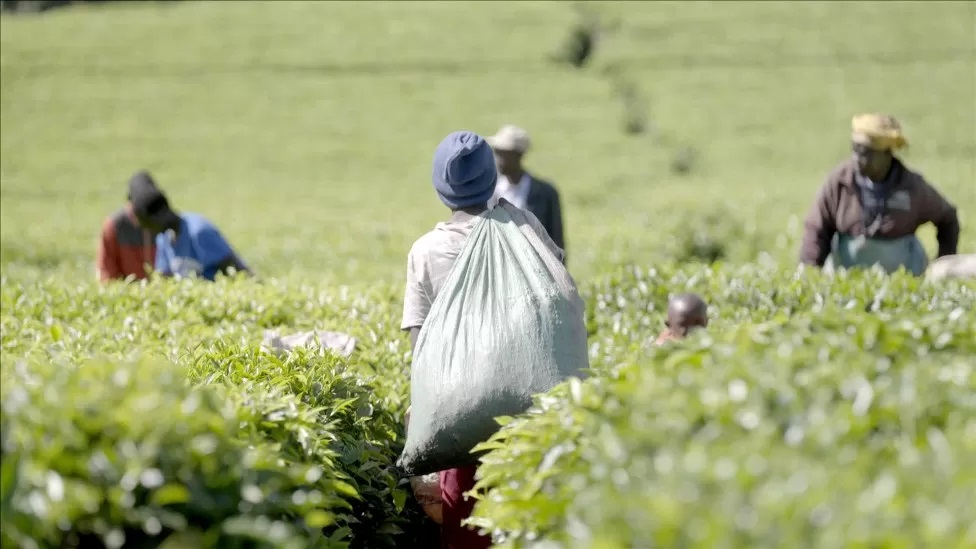 Kenya to investigate 'sex for work' exposed in BBC tea documentary