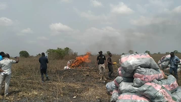 Narcotics Control Commission destroys ¢50m worth of cannabis Narcotics Control Commission destroys ¢50m worth of cannabis