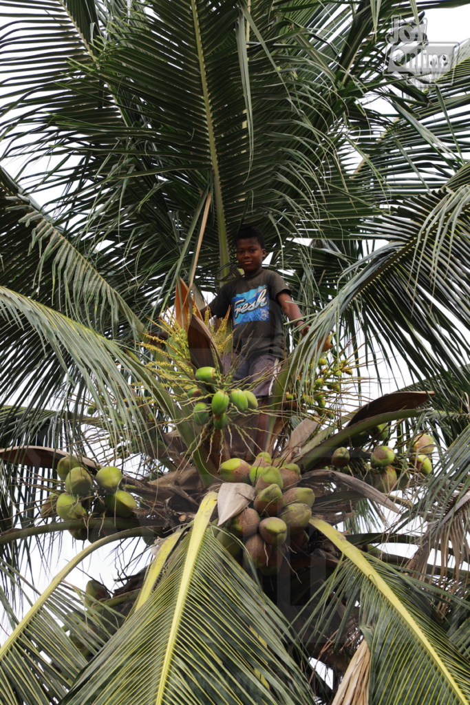The 13-year-old boy who survives on coconut The 13-year-old boy who survives on coconut