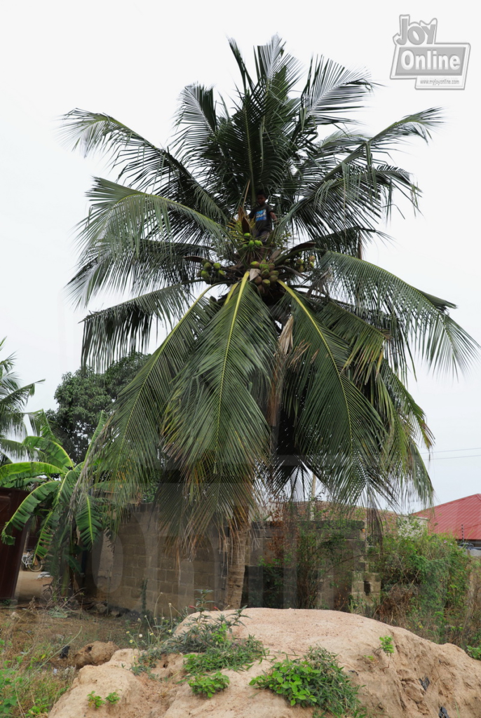 The 13-year-old boy who survives on coconut The 13-year-old boy who survives on coconut