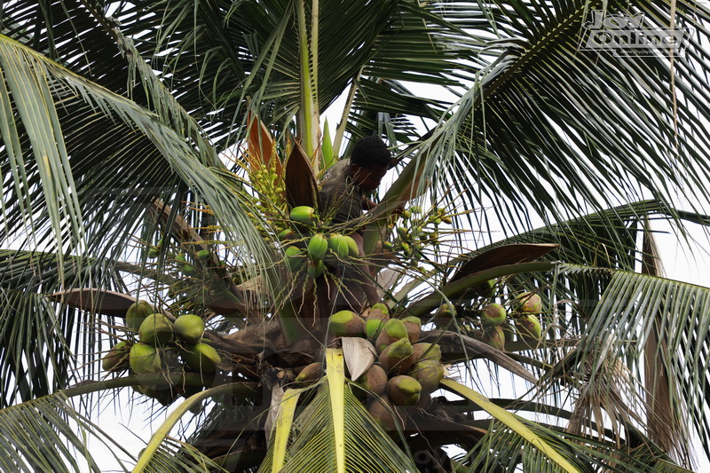 The 13-year-old student who survives on coconut