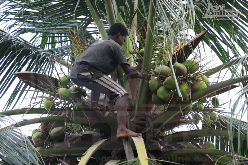 The 13-year-old student who survives on coconut