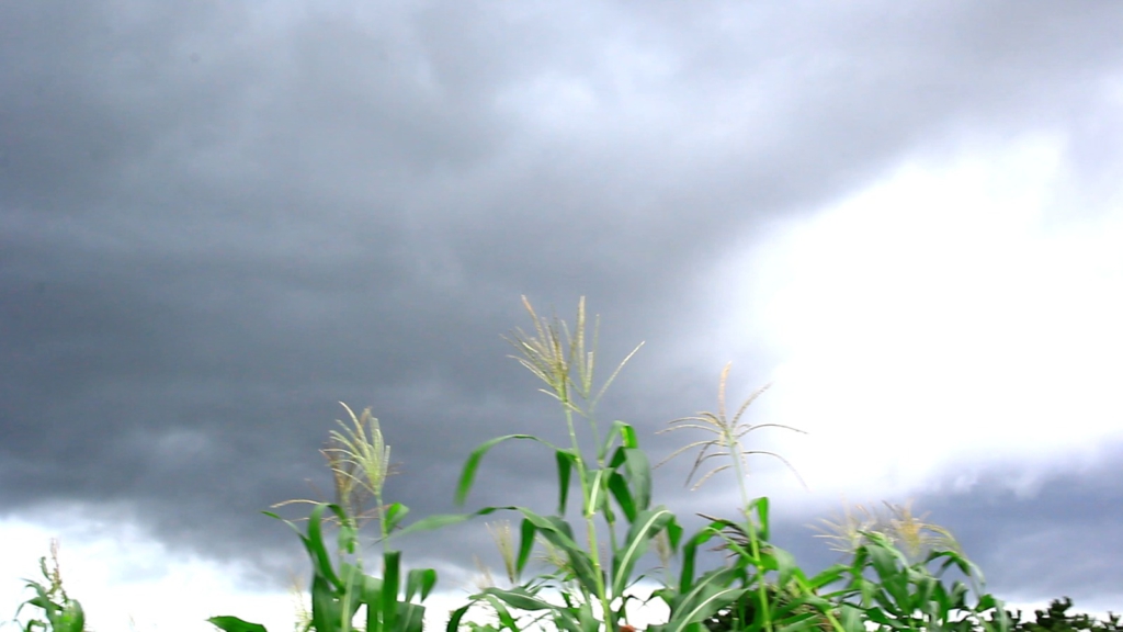 Weather information assists farmers to adapt to climate change