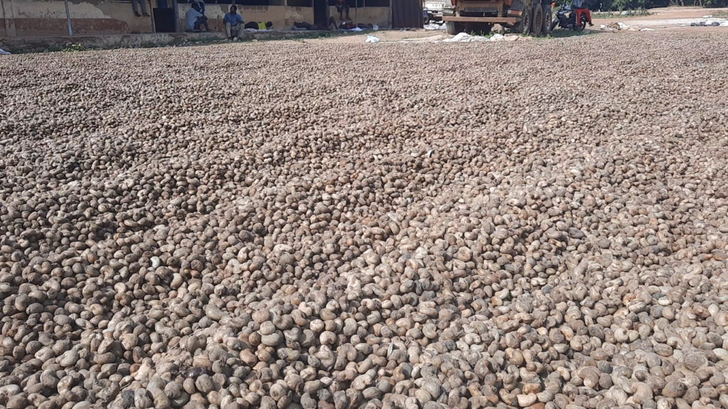 Protecting local investment: Cashew farmers call for enforcement of minimum gate price and closure of Cote D’Ivoire border