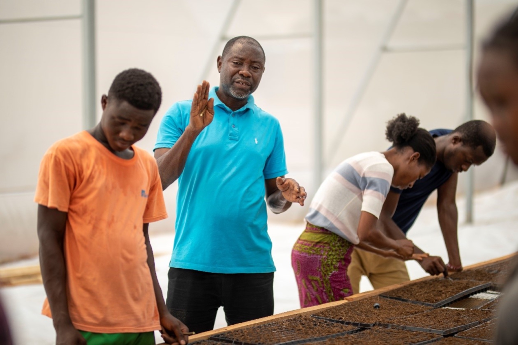 Reviving Ghana's fresh chili pepper export Industry: A commercial trial of production of chili in net houses by GIRSAL Reviving Ghana's fresh chili pepper export Industry: A commercial trial of production of chili in net houses by GIRSAL