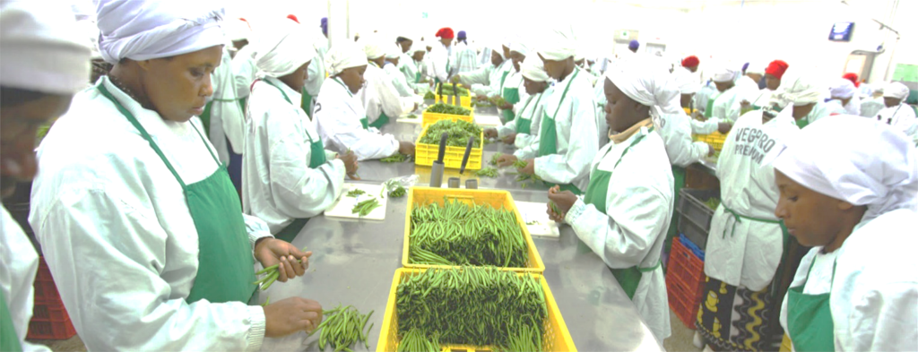 Learning from Kenya's VegPro Group: Ghanaian bankers gain insights into modern agricultural practice