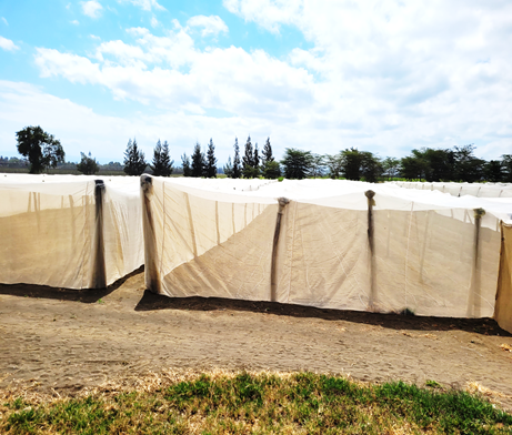 Reviving Ghana's fresh chili pepper export Industry: A commercial trial of production of chili in net houses by GIRSAL Reviving Ghana's fresh chili pepper export Industry: A commercial trial of production of chili in net houses by GIRSAL