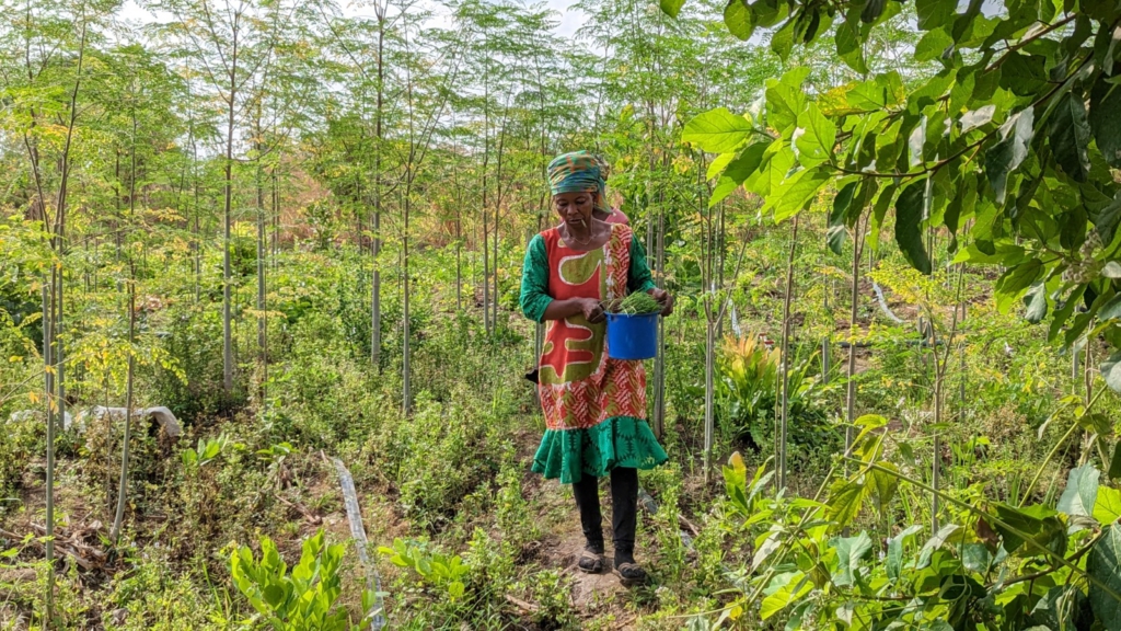 Addressing gender gap in agrifood systems could enhance global economy by $1 trillion - FAO New Report