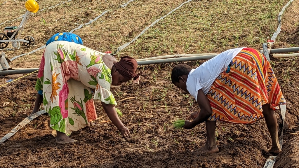 Addressing gender gap in agrifood systems could enhance global economy by $1 trillion - FAO New Report