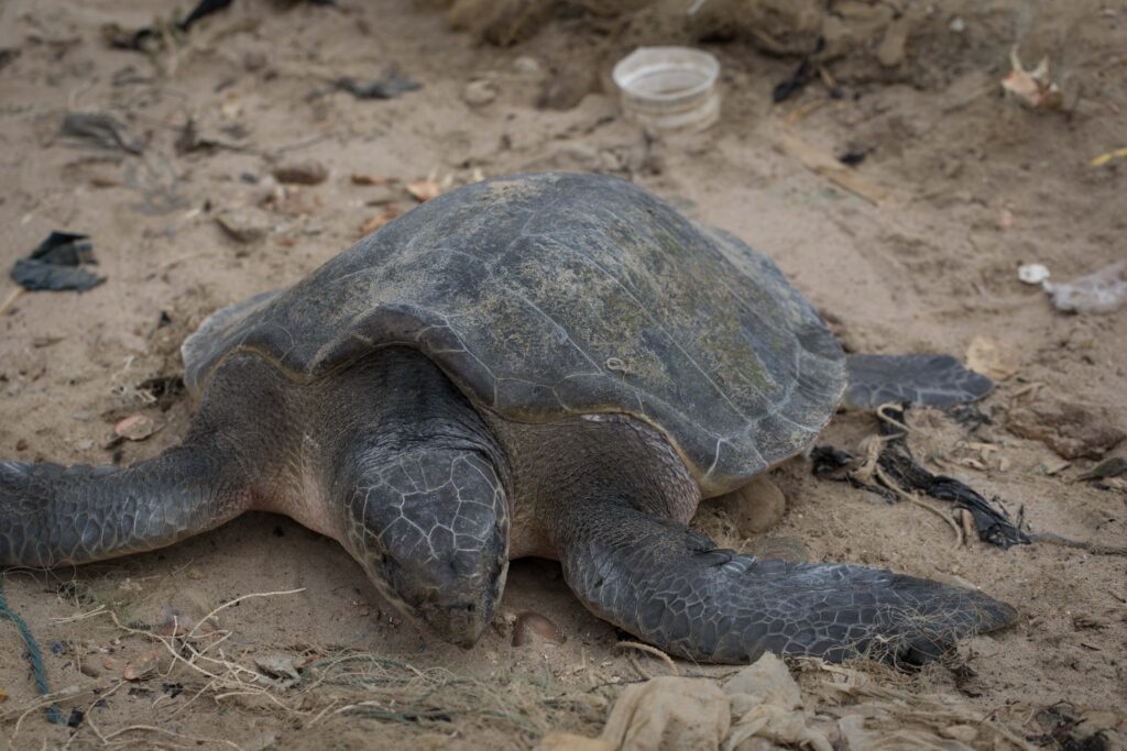 Environmental Justice Foundation calls for the protection of sea turtles for a more sustainable ocean in Ghana - Vimarsana News