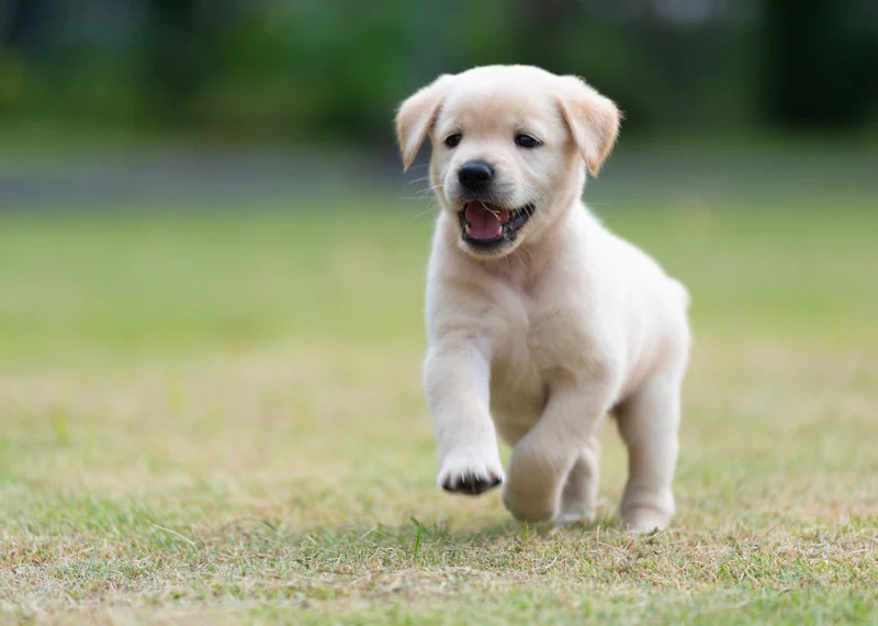 Having a pet brings life satisfaction worth £70k year, study finds – MyJoyOnline