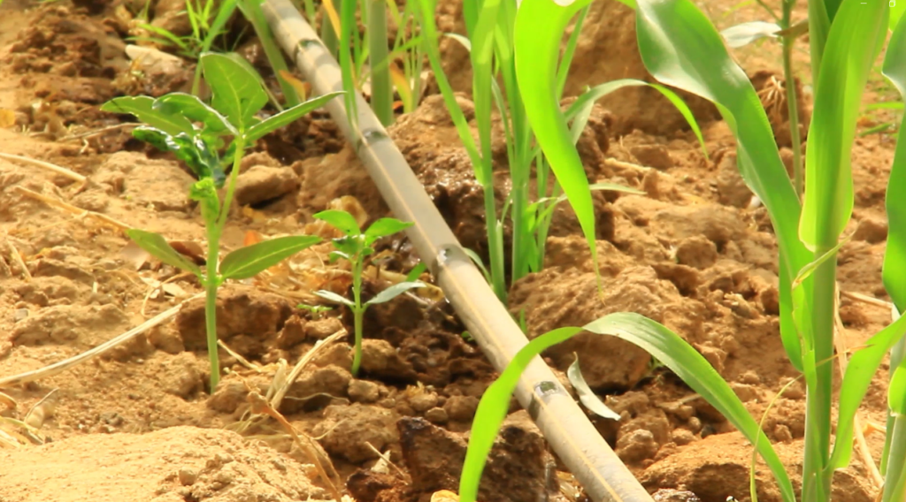 Drought-tolerant Sorghum receives boost to increase production