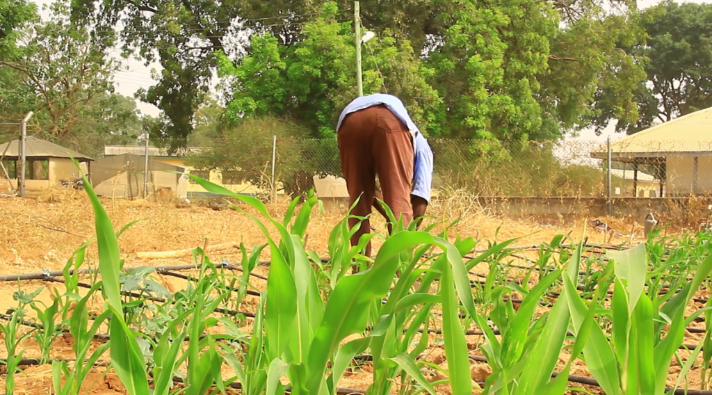 Drought-tolerant Sorghum receives boost to increase production