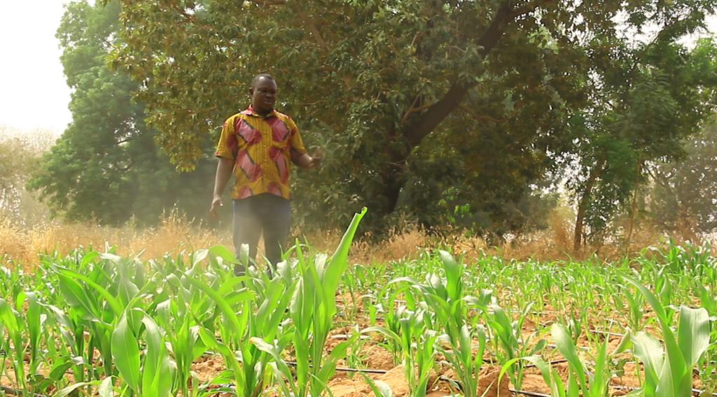 Drought-tolerant Sorghum receives boost to increase production