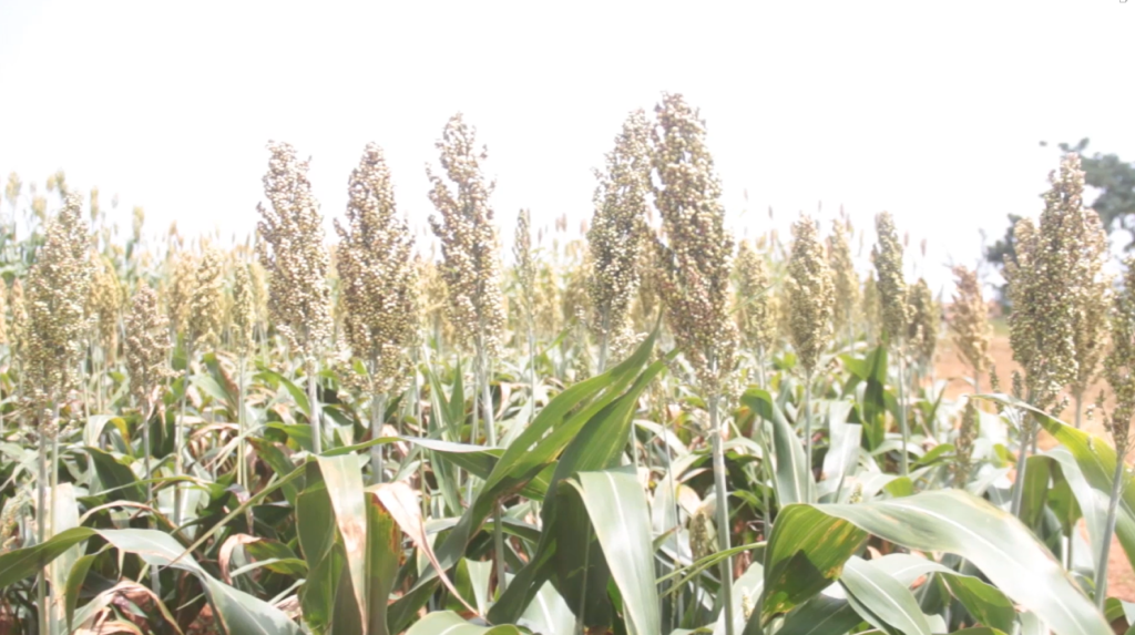 Drought-tolerant Sorghum receives boost to increase production