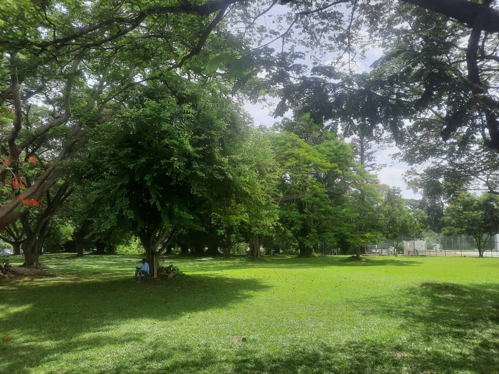 As Ghanaians take climate action in planting 10million trees in a day