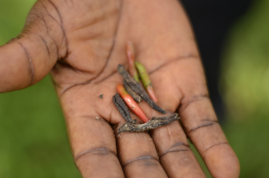 World Environment Day: Ghana’s road medians turned spaces for garbage and weedy sand mounds