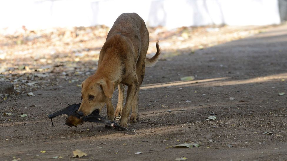 Rabid dog attacks 8 children at Awutu Senya, kills one