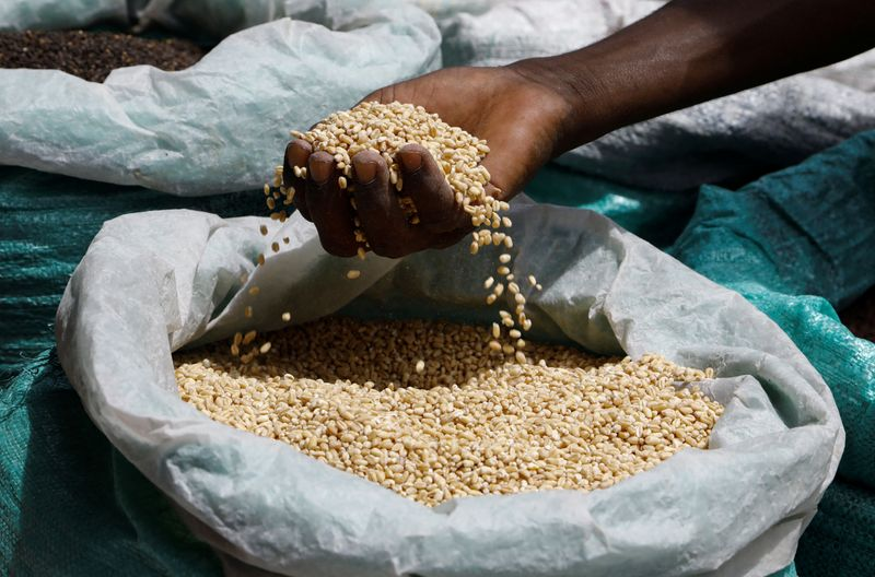 Ghanaian farmers still struggling to sell surplus grains – AGRA Food Security Monitor Report