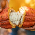 'Tetteh Quarshie smuggled cocoa to Ghana' - Nana Asaase challenges tour guide