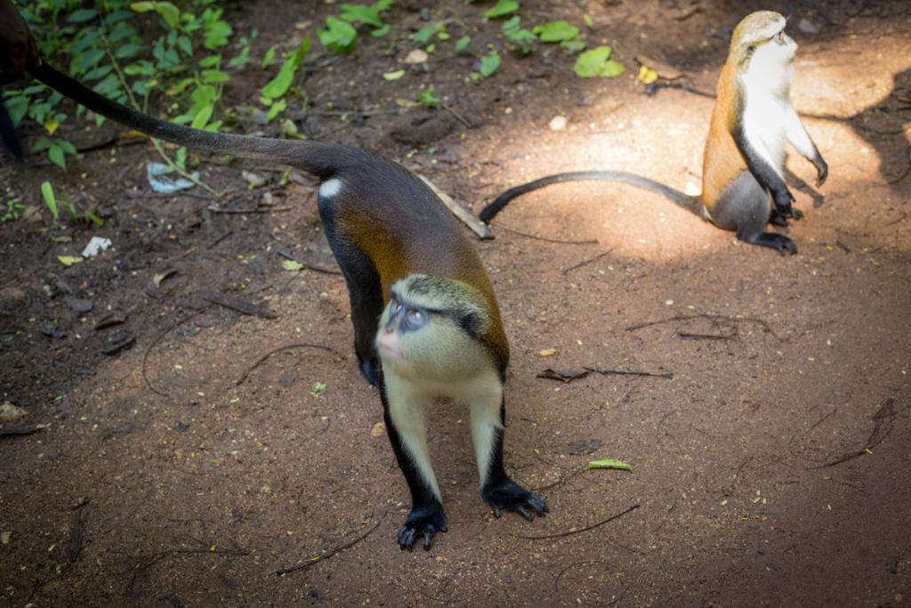 Once upon a coup by monkey Toma! 3 Tafi Atome Monkey Sanctuary 1