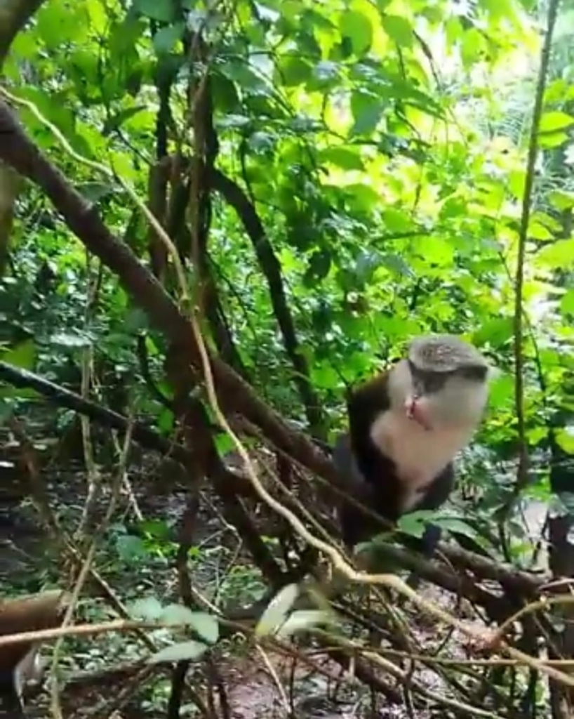 Once upon a coup by monkey Toma! 5 Tafi Atome Monkey Sanctuary 5
