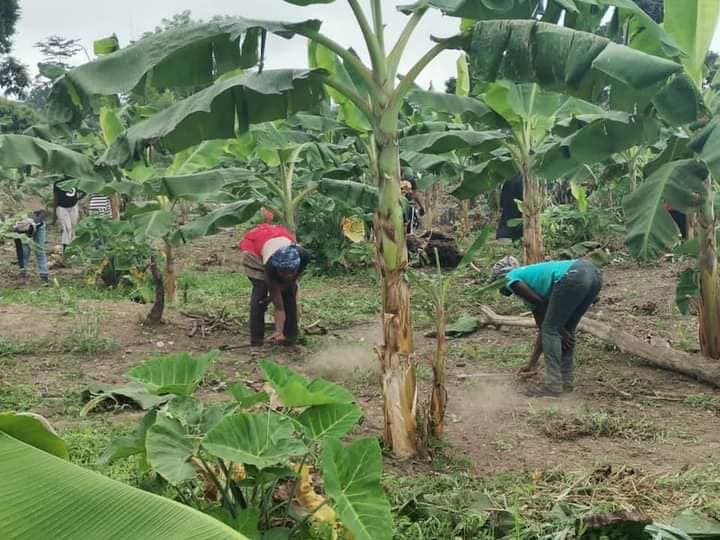 Ghanaian youth encouraged to get interested in farming