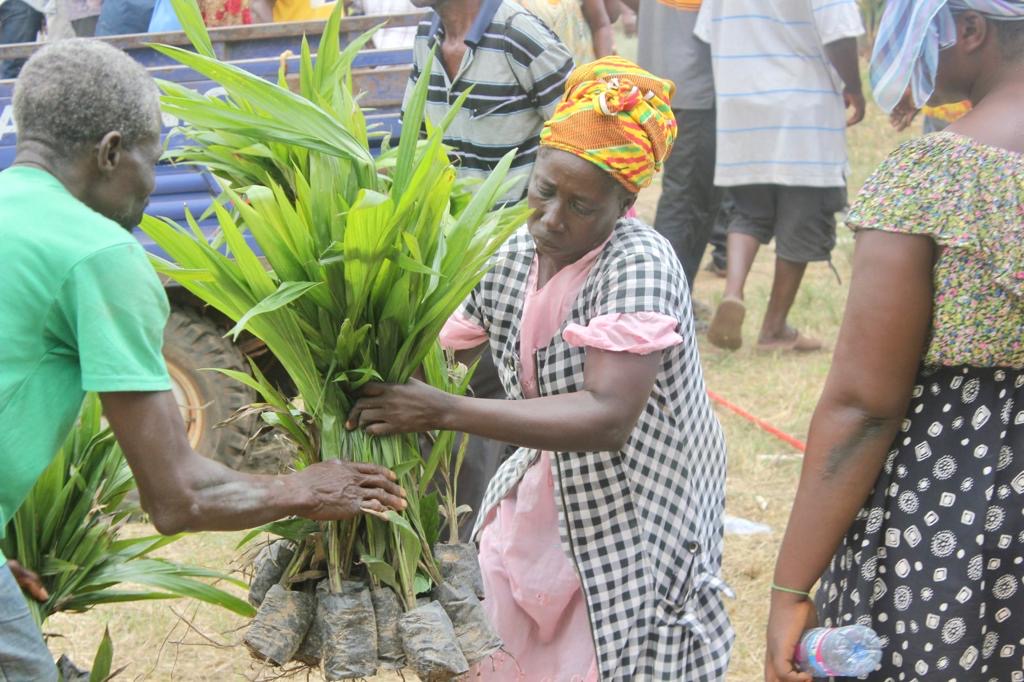 Over 350 farmers receive 53,000 tree crop seedlings in Sekyere Kumawu District