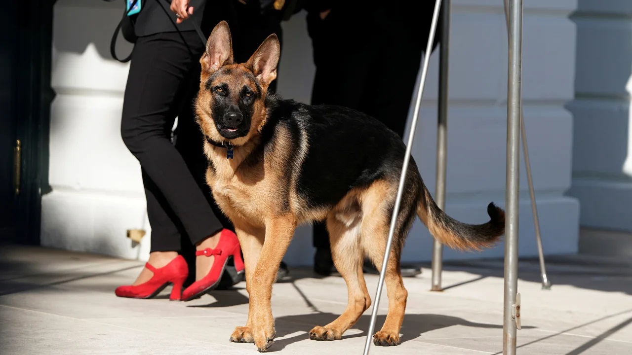 Bidens' dog, Commander involved in more White House biting incidents than previously reported - Vimarsana News