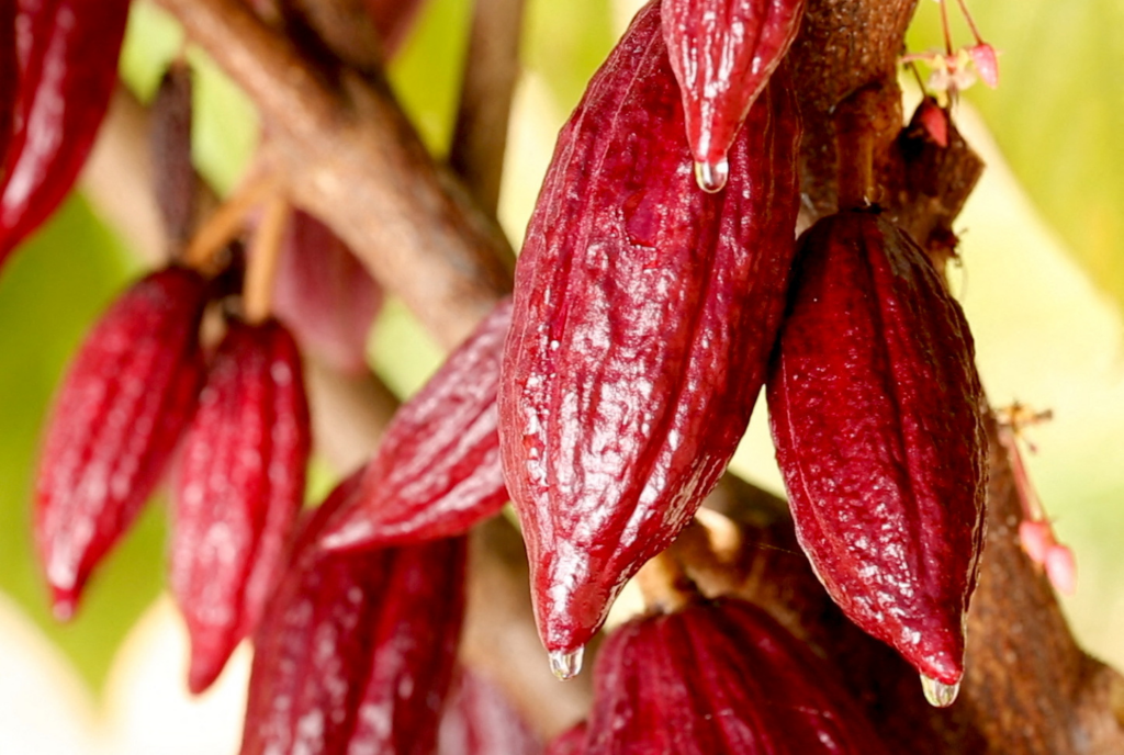 Farmers plant more cocoa outside Africa as prices rally