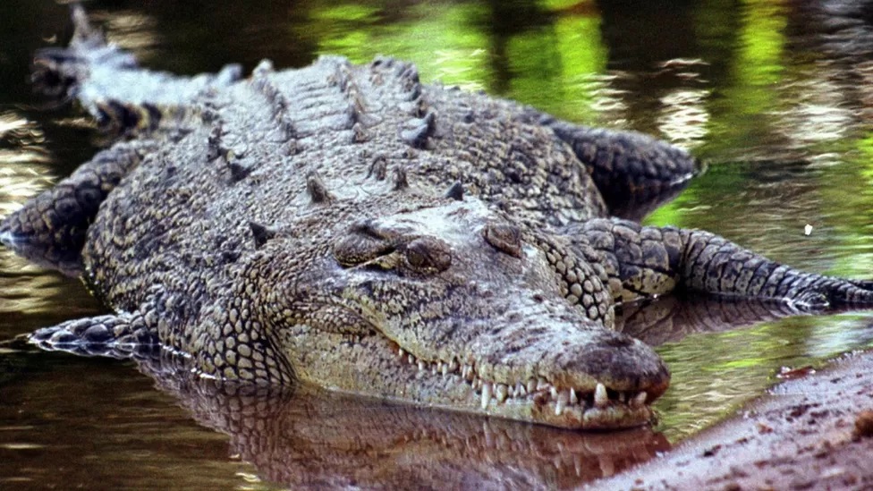 Crocodiles are protected under Northern Territory and Australian legislation