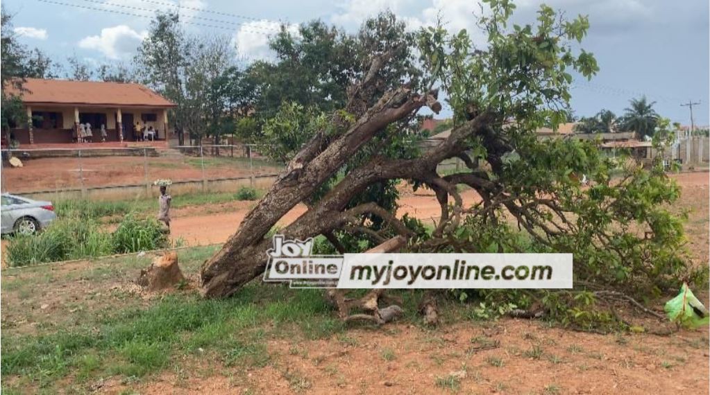 Okomfo Anokyes historic cola tree 1