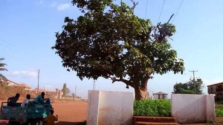 Okomfo Anokye’s historic cola tree felled by unknown persons in Feyiase 
