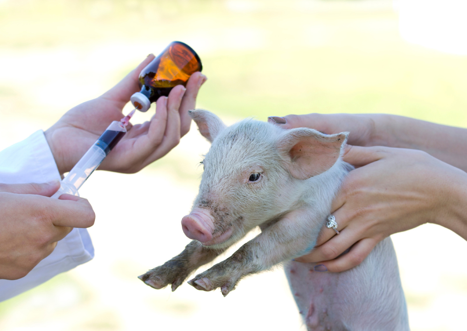 Global efforts triumph as antimicrobial use in animals declines by 13% in 3 years 2 WhatsApp Image 2023 11 10 at 05.33.31