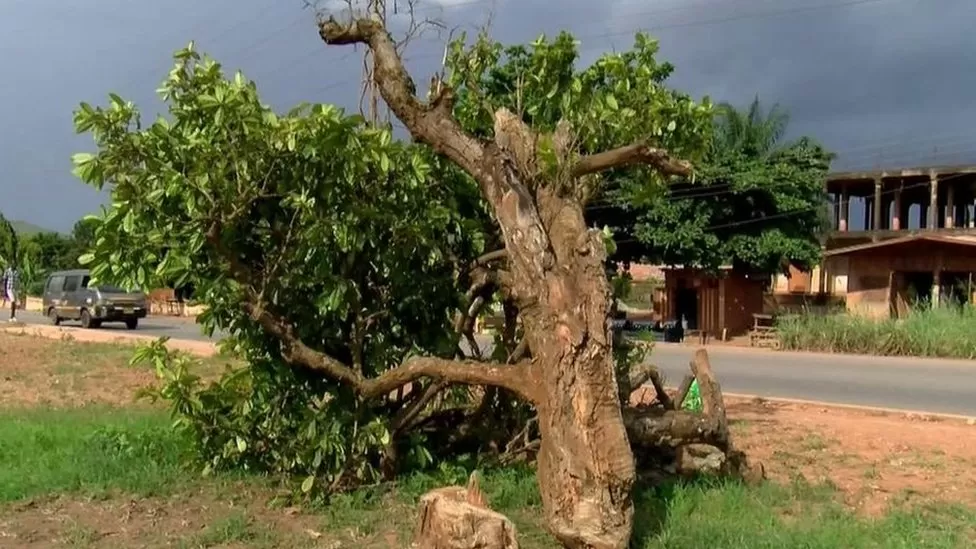 Outrage in Kumasi after 300-year-old Komfo Anokye kola tree felled