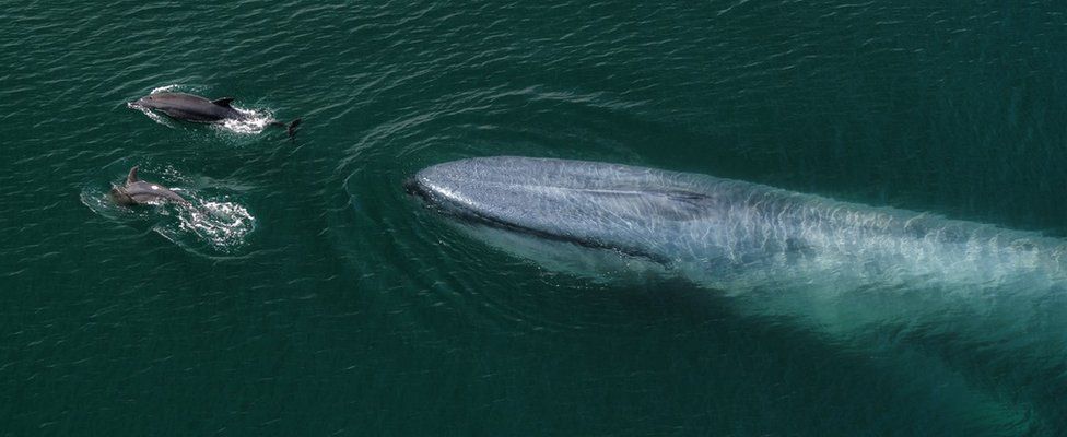 Blue whale with dolphins