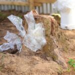 Restoring the spirit of Okomfo Anokye: 300-year-old slayed Cola tree gets new hope Restoring the spirit of Okomfo Anokye: 300-year-old slayed Cola tree gets new hope