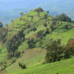 Artificial Intelligence (AI) to optimise AstraZeneca’s reforestation programme in Africa