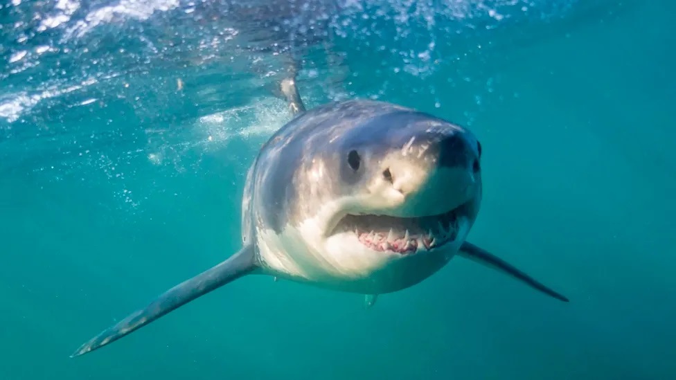 South Africa's shark spotters back in action as great whites return - Vimarsana News