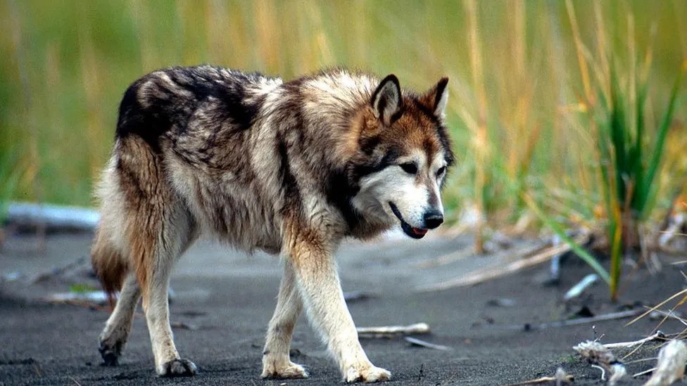 US infant killed by wolf-dog hybrid in Alabama 2 WhatsApp Image 2023 12 05 at 03.27.47 1
